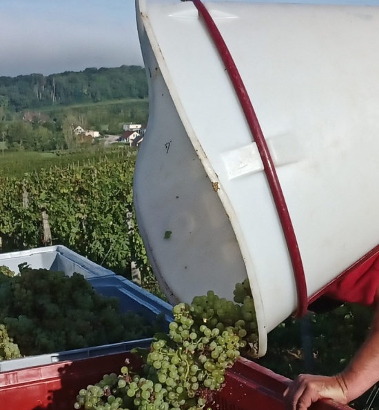 Domaine Jean-Luc Mouillard - Grapes