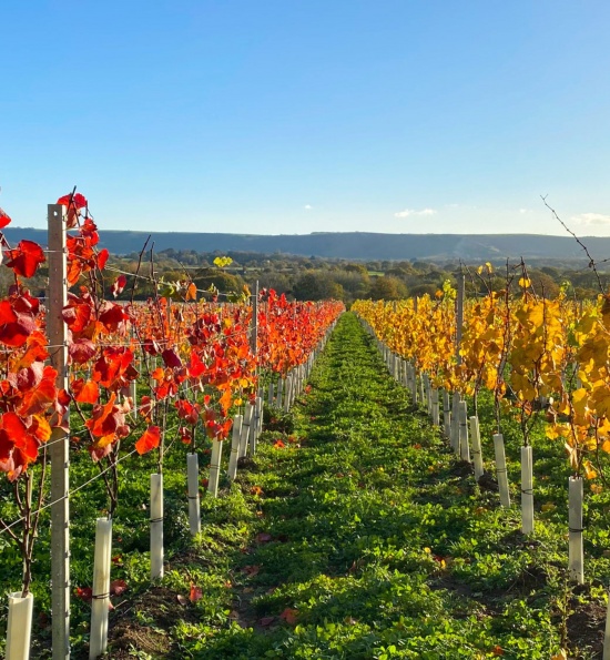 Artelium - Vineyards