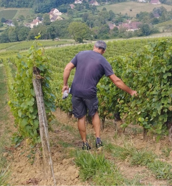 Domaine Jean-Luc Mouillard - Vineyards