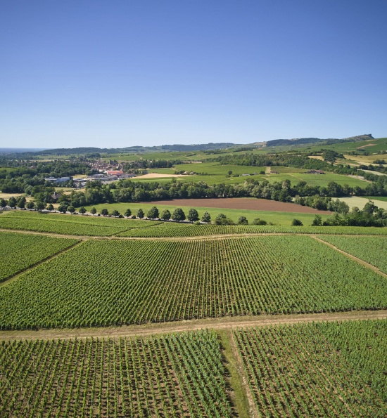 Domaine de la Pierre des Dames - Vineyards