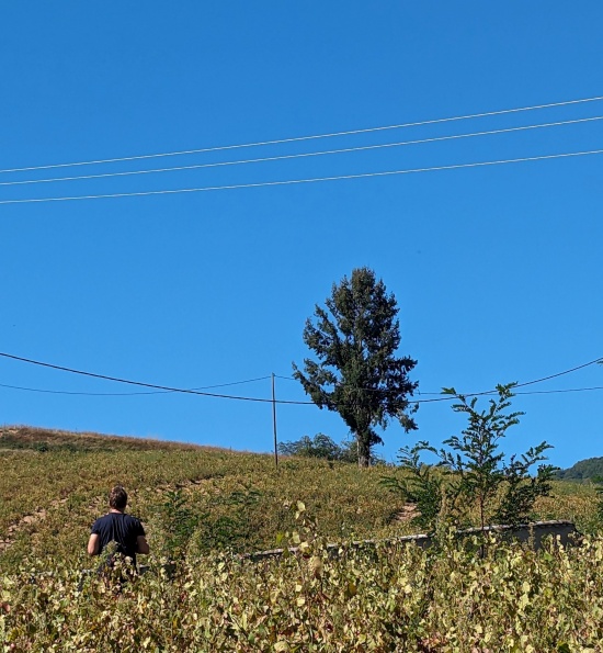 Domaine Azzara - Vineyards