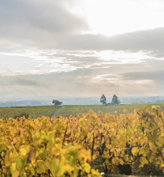 Domaine du Piton - Vineyards