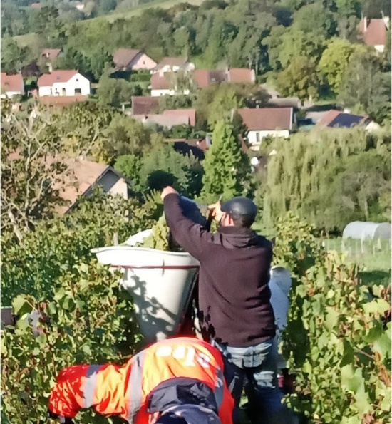 Domaine Jean-Luc Mouillard - Harvest